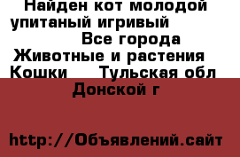 Найден кот,молодой упитаный игривый 12.03.2017 - Все города Животные и растения » Кошки   . Тульская обл.,Донской г.